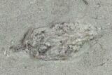 Two Fossil Crinoids (Lanecrinus And Halysiocrinus) - Indiana #132801-2